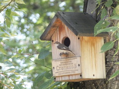 Ficedula hypoleuca