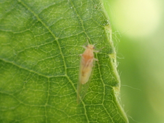 Bactericera minuta