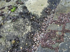 Brachidontes rostratus