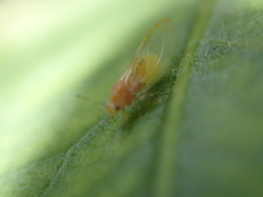 Bactericera minuta