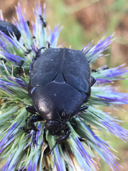 Protaetia afflicta libani