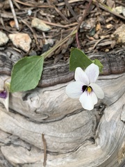 Viola cuneata