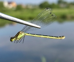 Coenagrion lunulatum