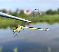 Coenagrion lunulatum