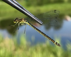 Coenagrion lunulatum