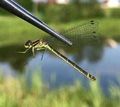 Coenagrion lunulatum
