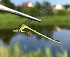 Coenagrion lunulatum