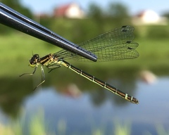 Coenagrion lunulatum