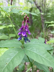 Vicia venosa baicalensis