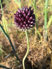 Allium