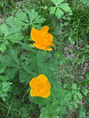 Trollius