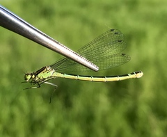 Coenagrion lunulatum