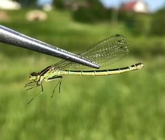 Coenagrion lunulatum