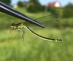 Coenagrion lunulatum