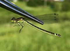 Coenagrion lunulatum