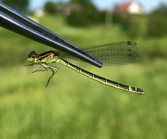 Coenagrion lunulatum