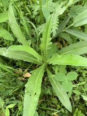 Cirsium arvense