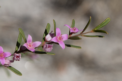 Boronia glabra