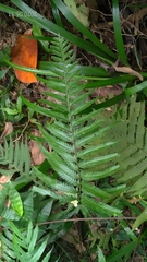 Microlepia marginata bipinnata
