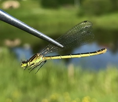 Coenagrion lunulatum