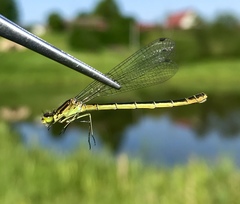 Coenagrion lunulatum