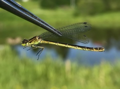 Coenagrion lunulatum