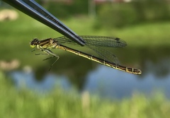 Coenagrion lunulatum