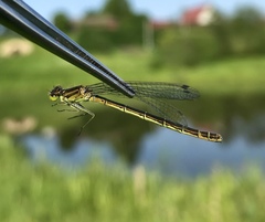Coenagrion lunulatum