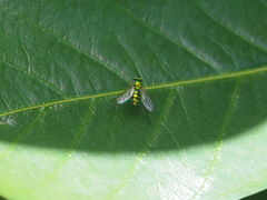Chrysosoma globiferum