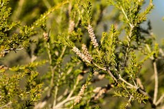 Melaleuca parvistaminea