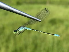 Coenagrion lunulatum