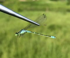 Coenagrion lunulatum