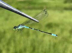Coenagrion lunulatum