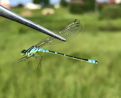 Coenagrion lunulatum