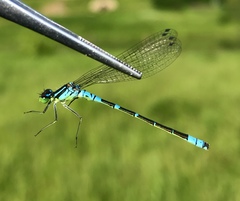 Coenagrion lunulatum