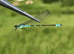 Coenagrion lunulatum