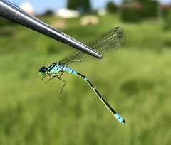 Coenagrion lunulatum