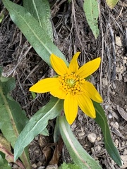 Wyethia longicaulis