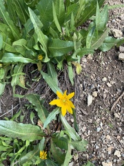 Wyethia longicaulis
