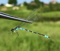 Coenagrion lunulatum