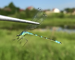 Coenagrion lunulatum