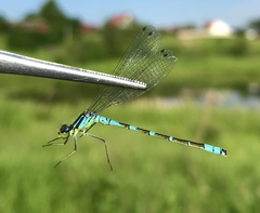 Coenagrion lunulatum