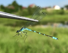 Coenagrion lunulatum