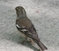 Fringilla coelebs