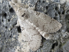 Calliteara lunulata