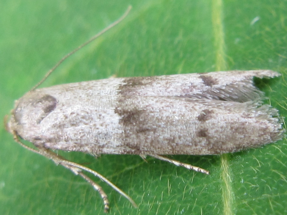Pseudohypatopa longicornutella