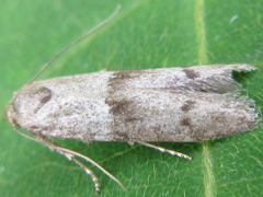 Pseudohypatopa longicornutella