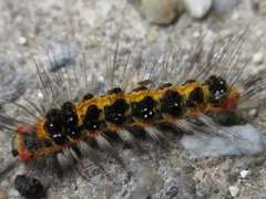 Euproctis piperita