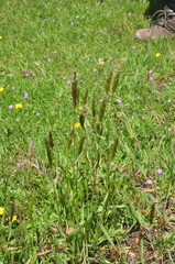 Anthoxanthum aristatum