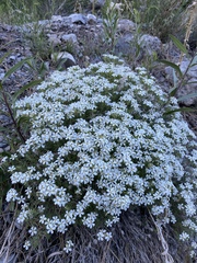 Leptosiphon nuttallii pubescens